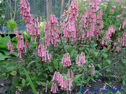 Phygelius x rectus 'Trewidden Pink'